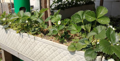 Gemüsegarten Beete, Wege und Boden vorbereiten